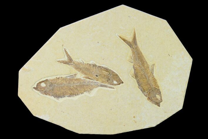 Plate With Three Knightia Fossil Fish - Wyoming #137980